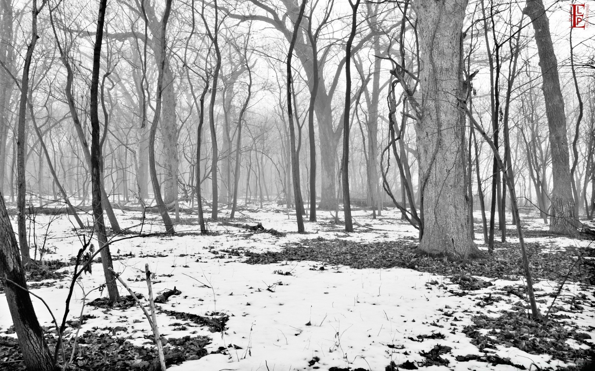 blanco y negro madera madera paisaje naturaleza al aire libre invierno medio ambiente niebla temporada tiempo parque amanecer