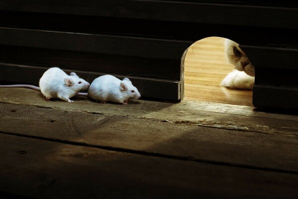 Two white mice and a cat