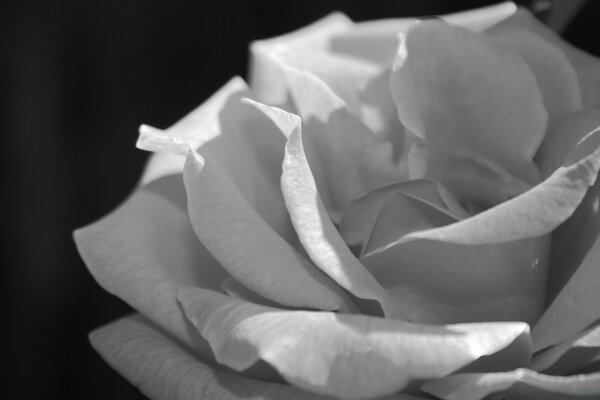 Rose blanche sur fond noir