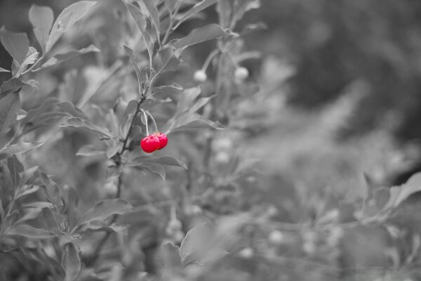 Cereza roja en una foto en blanco y negro