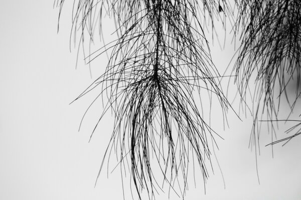 Pine needles black and white