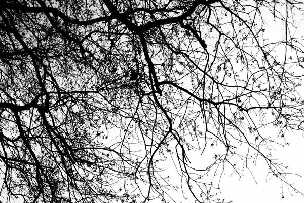 Ramas de árbol ondulantes en el viento