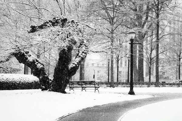 Parque de invierno en tonos blancos y negros