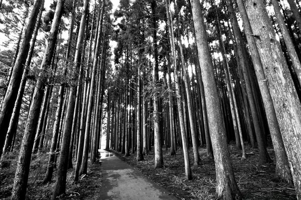 Ilustración en blanco y negro paisaje con árboles