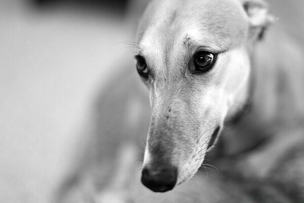 Chien intelligent avec des yeux mignons