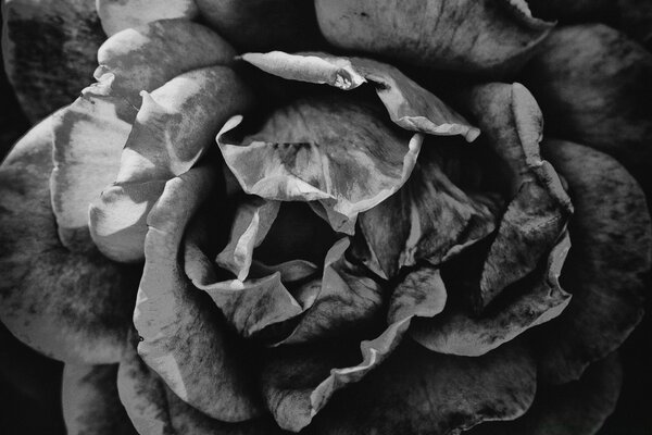 Hermosa rosa marchita en blanco y negro