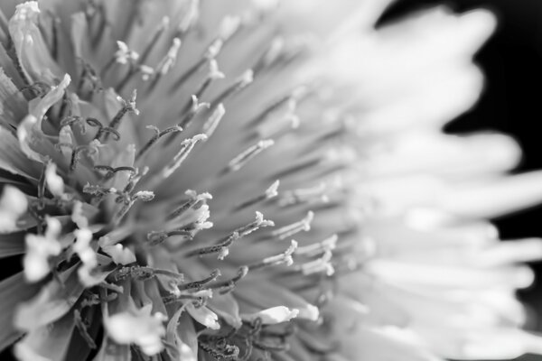 Erstaunliche Blume in schwarz und weiß