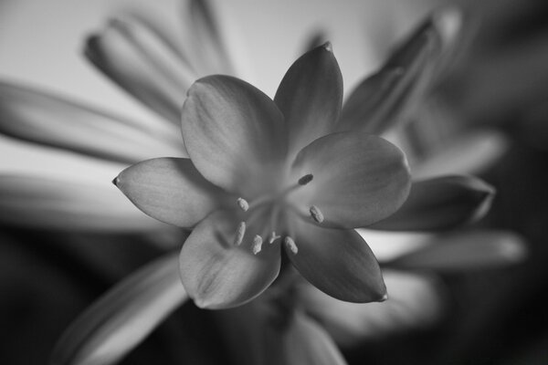 Bourgeon de fleur ouvert noir et blanc