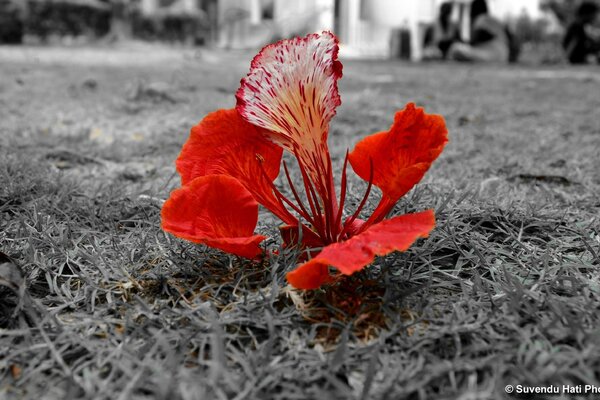 Rote Blume auf Schwarz-Weiß-Effekt. Der Kontrast der Natur