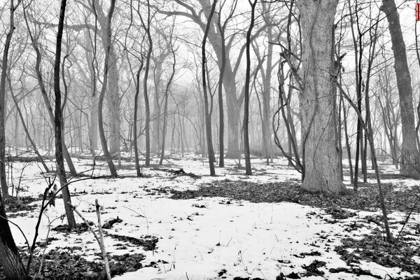 Foresta invernale in scala di grigi monocromatica