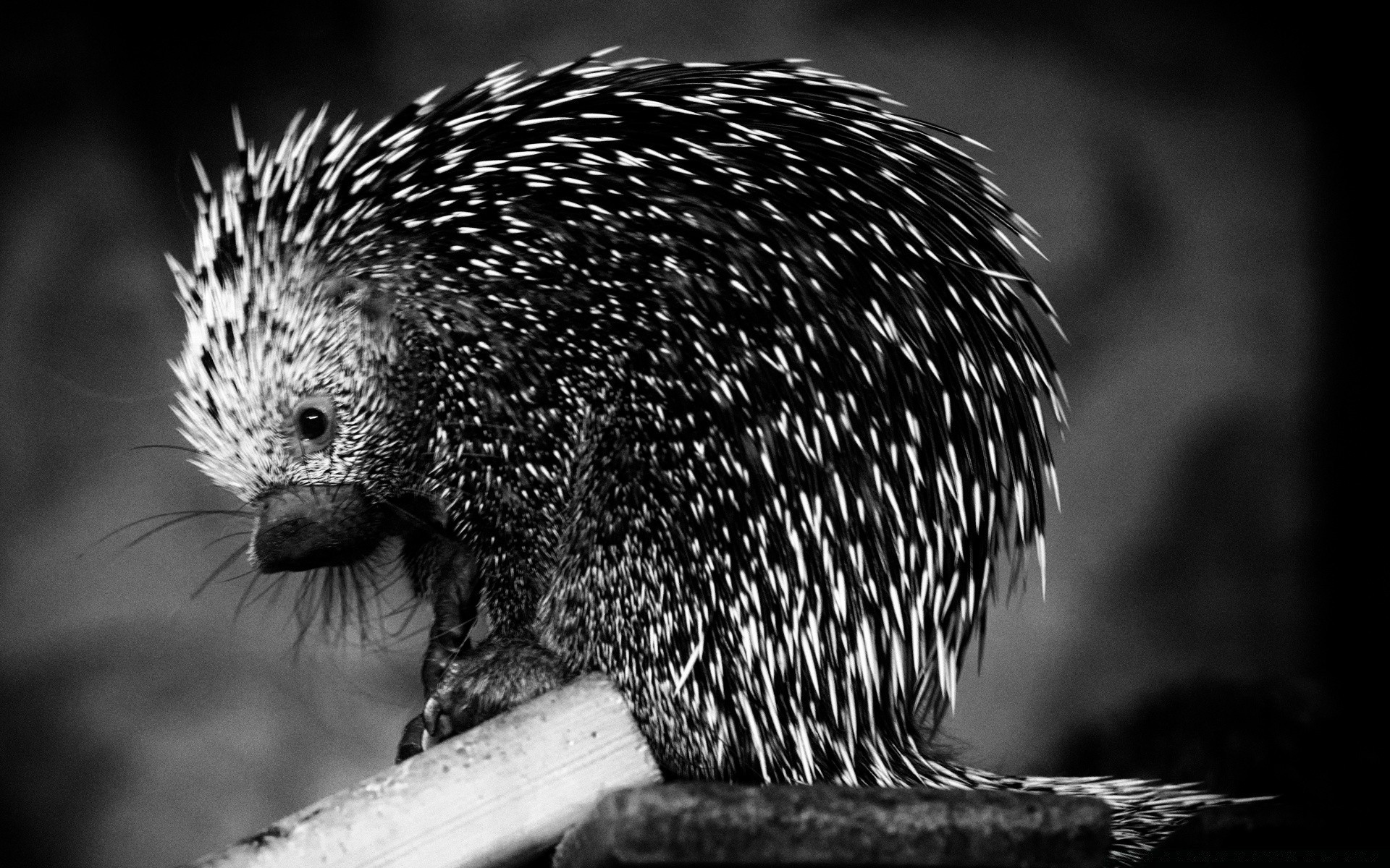 black and white wildlife mammal sharp nature portrait animal bird