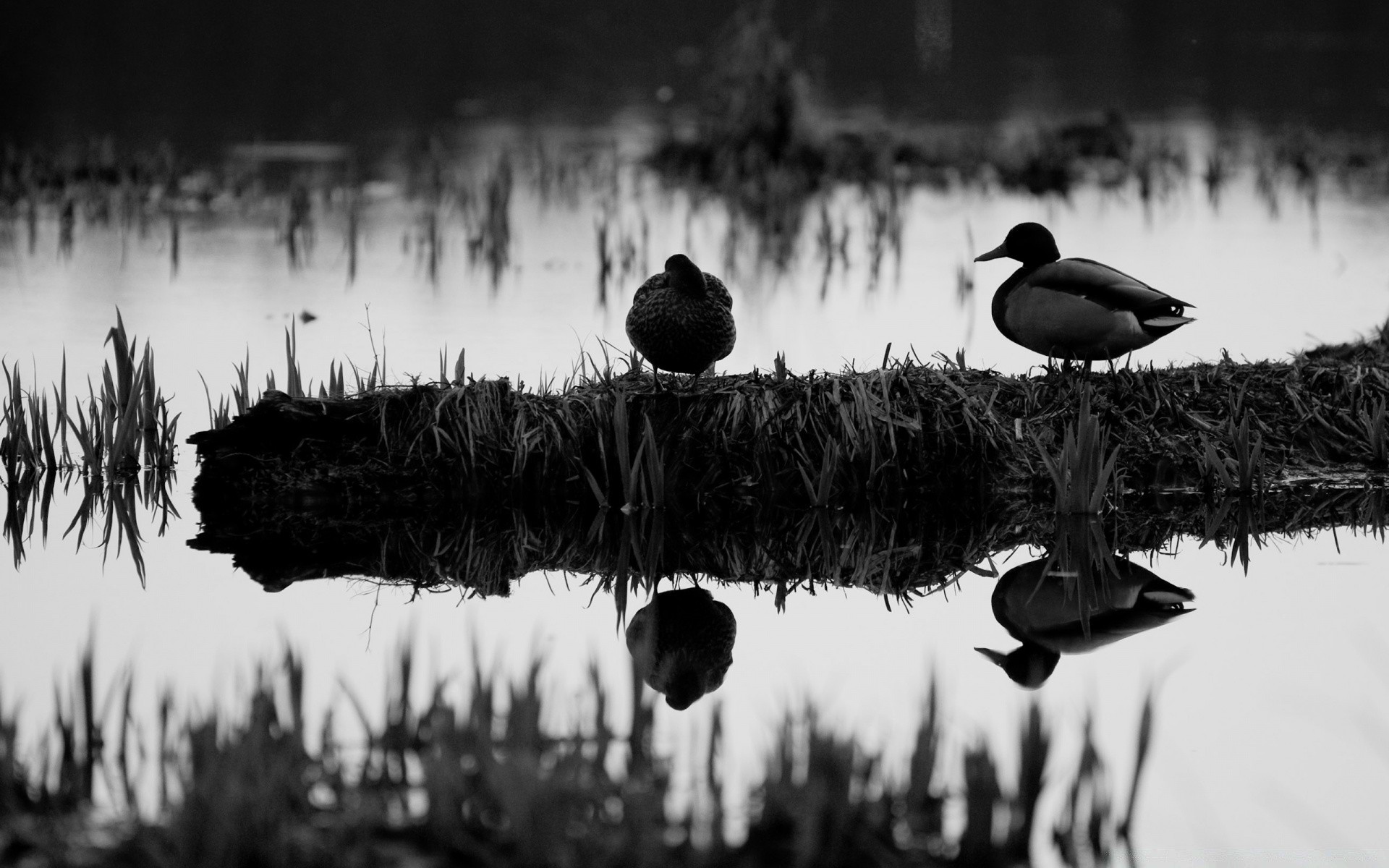 czarno-biały jezioro woda ptak odbicie basen zachód słońca rzeka na zewnątrz świt dzika przyroda kaczka marsz monochromatyczny ptactwo wodne natura gęś wieczorem