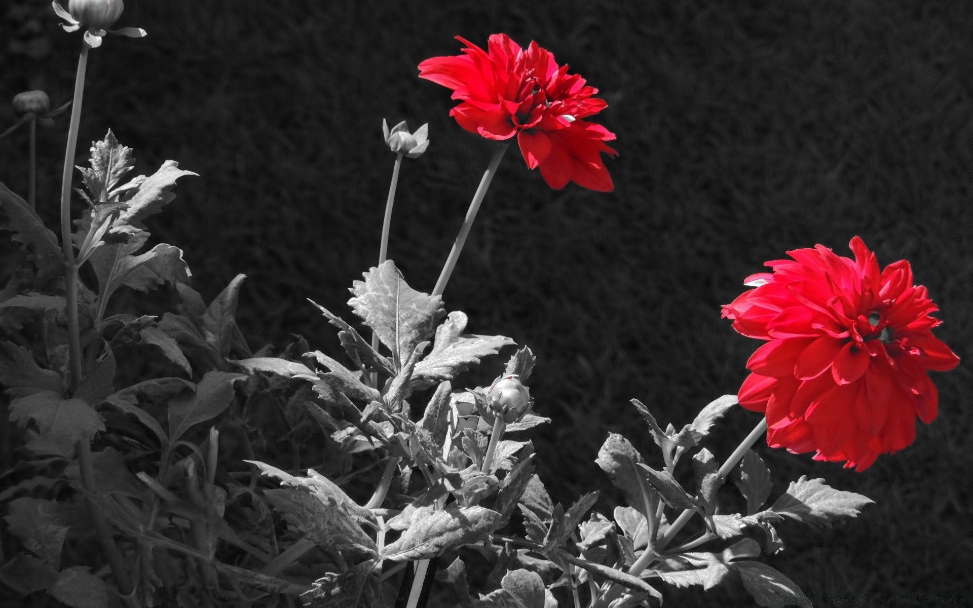 black and white flower flora nature garden leaf blooming petal rose floral color summer close-up