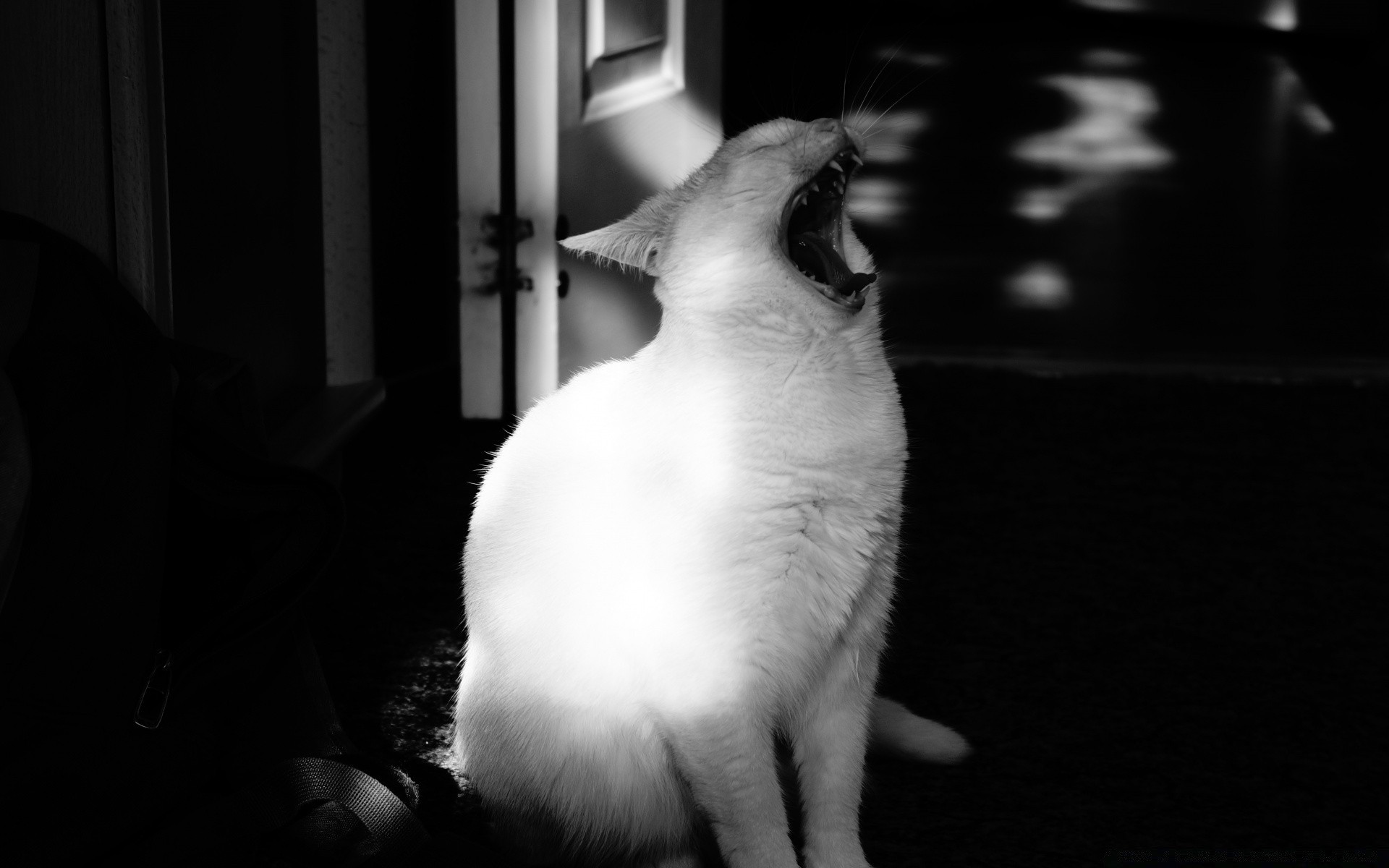 black and white cat portrait one pet monochrome kitten animal mammal dog