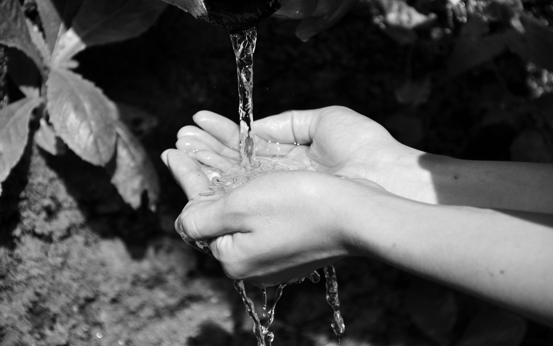 黑色和白色 水 独自 湿 自然 秋天 喝 户外