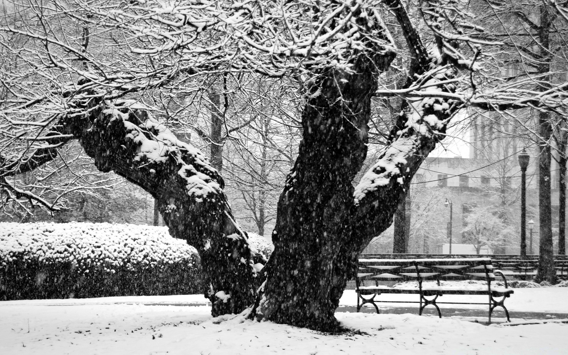 bianco e nero inverno neve albero freddo gelo legno congelato stagione ghiaccio ramo natura paesaggio parco tempesta di neve