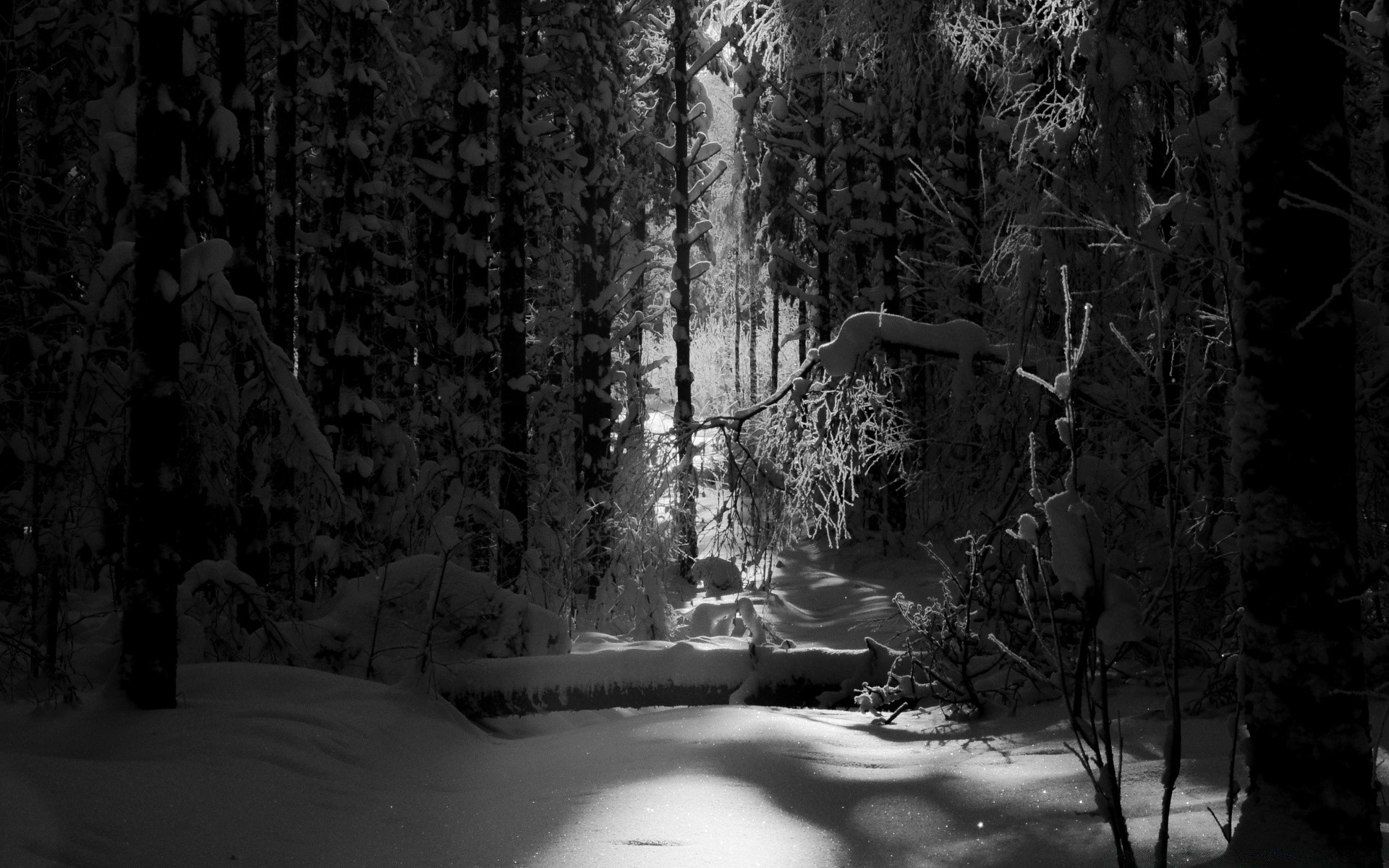 black and white tree snow wood winter monochrome fog landscape light shadow nature mist dark dawn cold