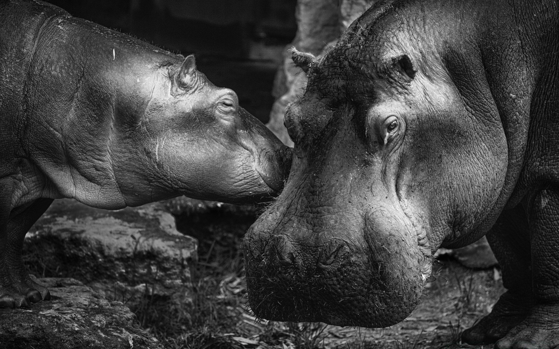 noir et blanc mammifère un portrait deux faune zoo hippopotame animal