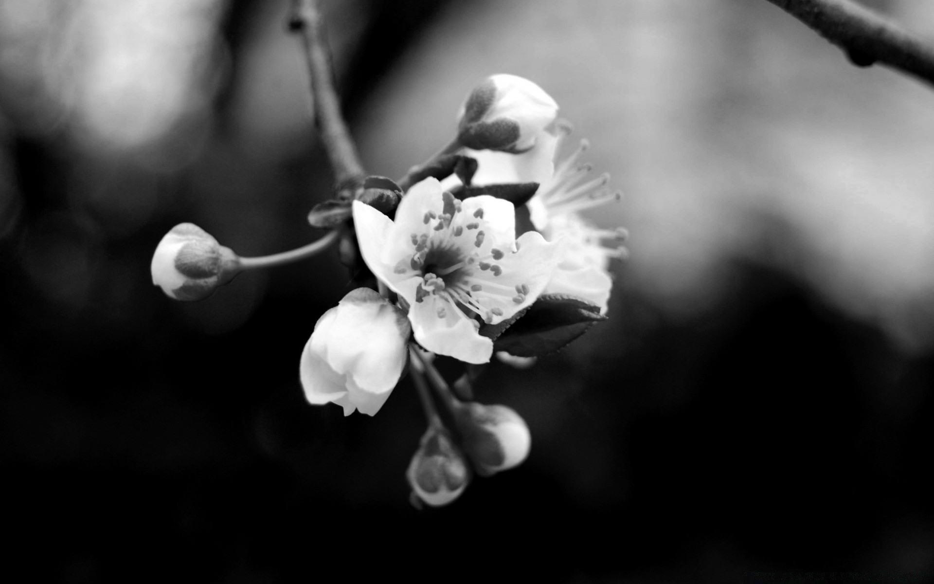 blanco y negro flor monocromo manzana cereza amigo árbol naturaleza flora rama hoja dof pétalo blumming desenfoque jardín ciruela