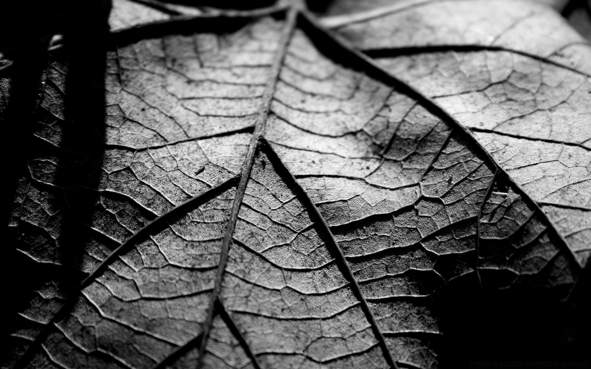 noir et blanc feuille texture modèle bureau résumé flore automne nature gros plan veines croissance bois construction sec vieux couleur conception surface bois environnement