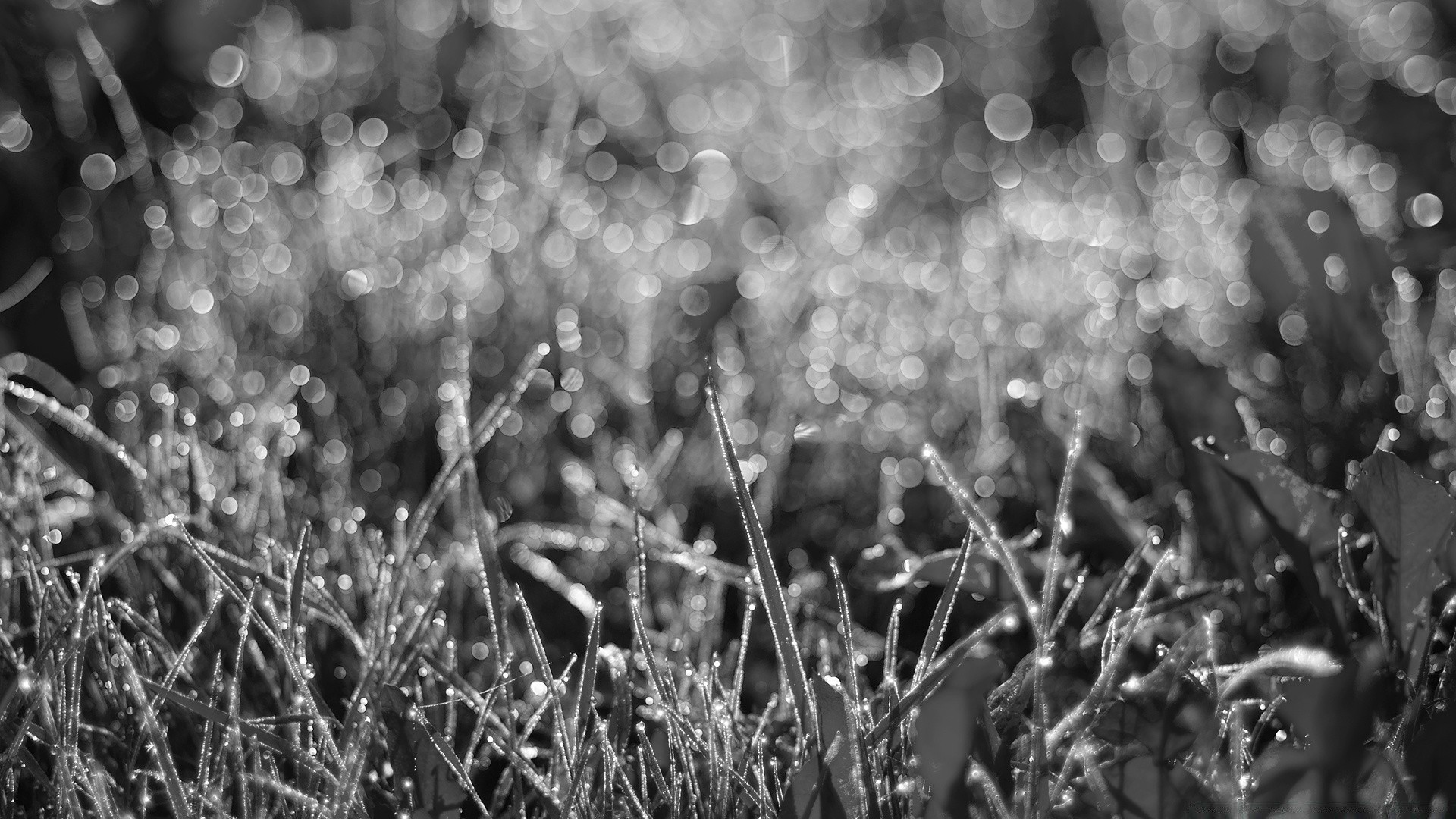 noir et blanc herbe champ nature flou saison mise au point flore bureau été lumineux hiver couleur