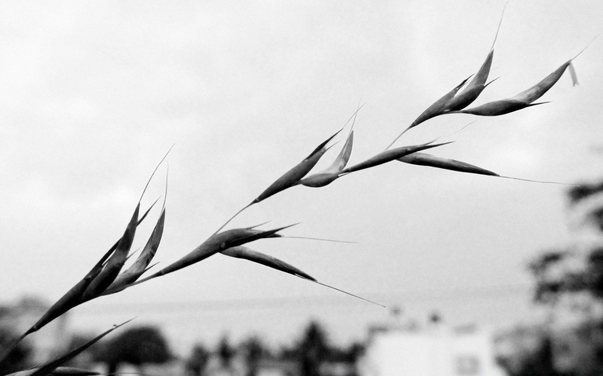 blanco y negro pájaro naturaleza monocromo al aire libre verano cielo hermoso ala