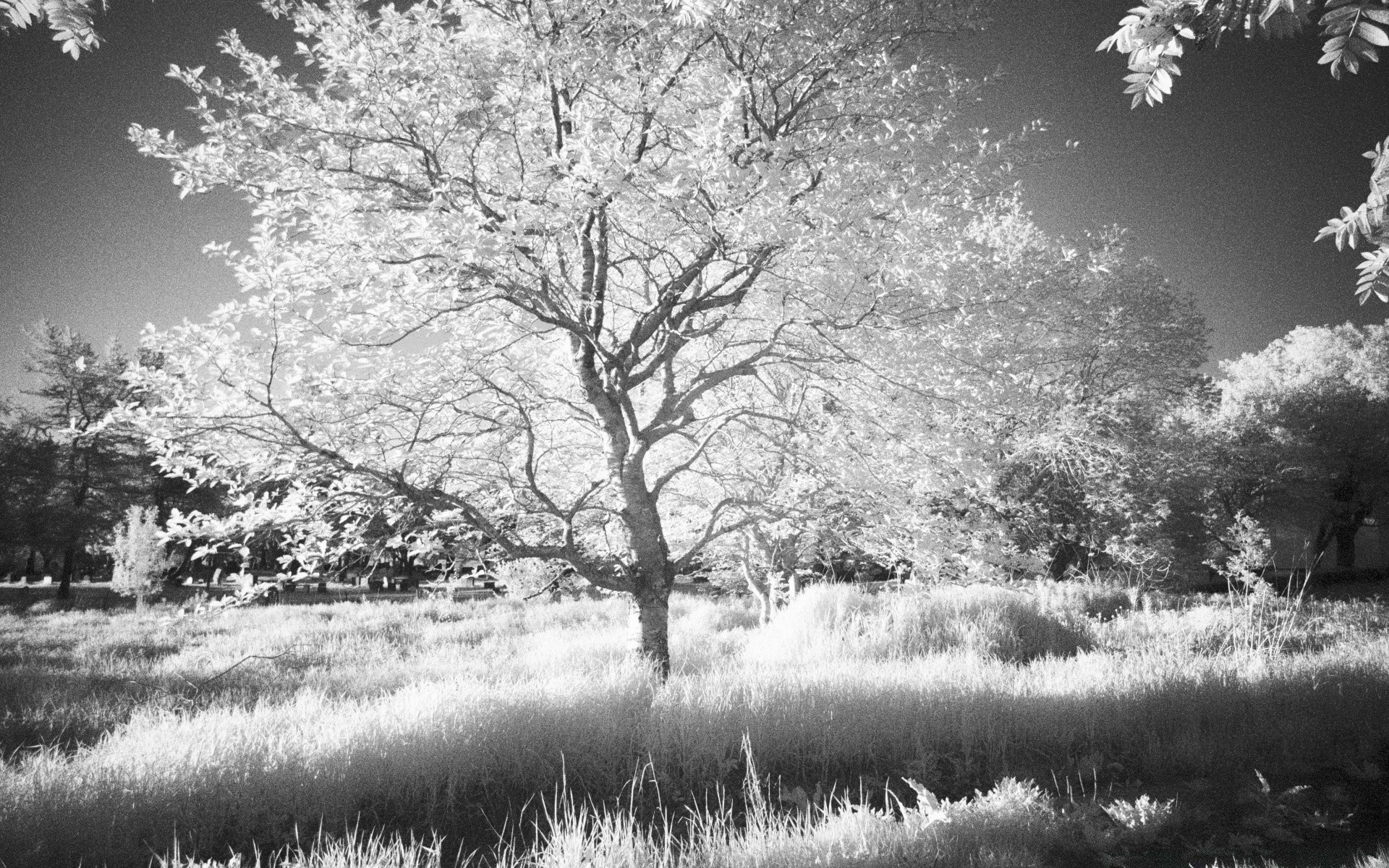 black and white tree landscape season nature park scenic fog scene branch scenery wood infrared outdoors