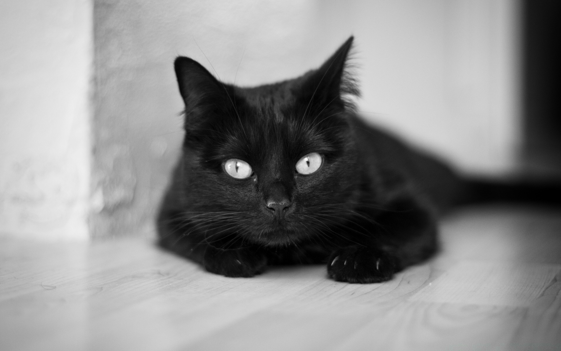 blanco y negro gato lindo retrato ojo animal gatito mascota mamífero divertido monocromo pelaje uno