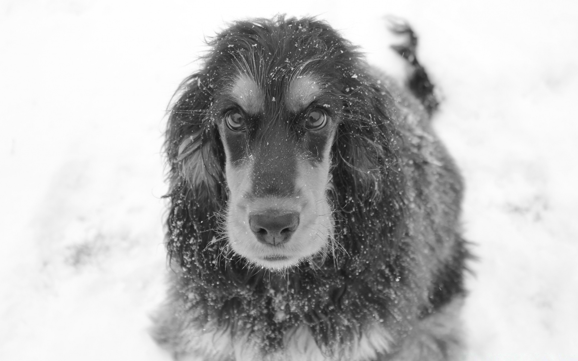 noir et blanc chien cynologue un portrait mignon mammifère fourrure animal hiver animal de compagnie