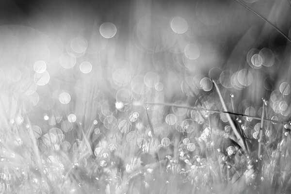 Gouttes de lumière sur fond d herbe grise