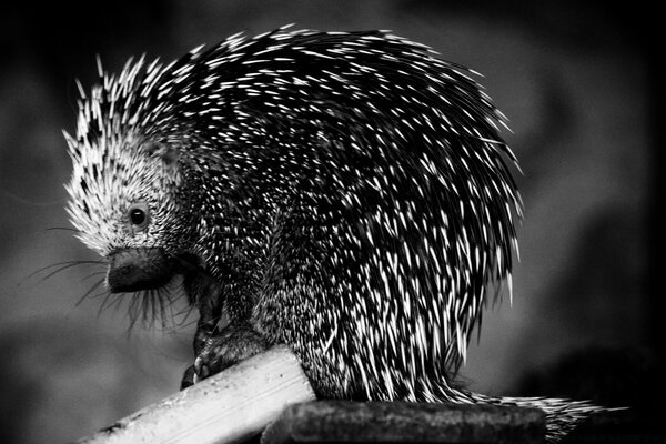 Black and white animal with needles