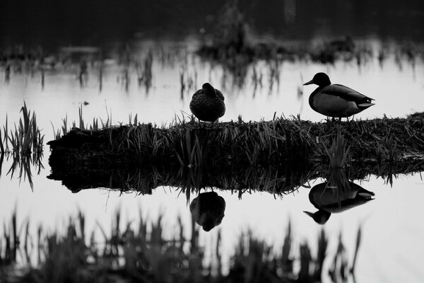 Dos patos en la orilla del lago