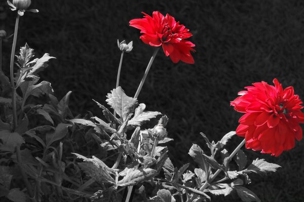 Contrast photo with a red flower