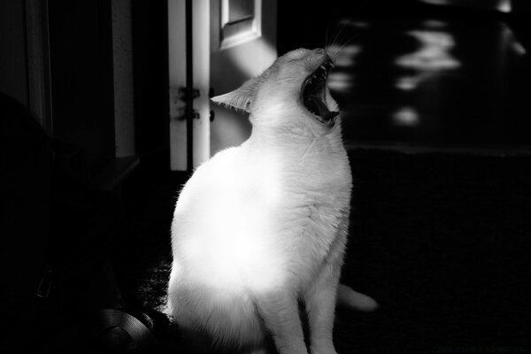 Bâillement chat blanc moment