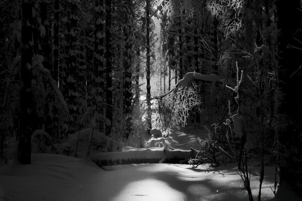 A log lies in the winter forest