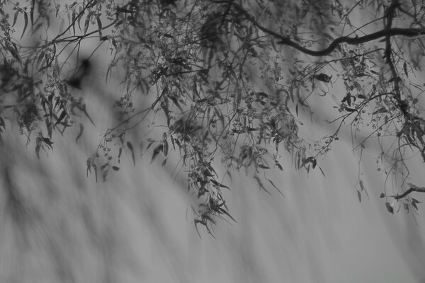 Gri bir arka plan üzerinde siyah ve beyaz ağaç dalları