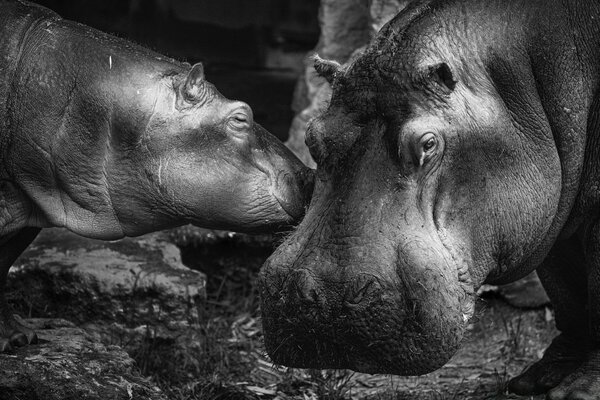 Black and white portrait image of two mammals