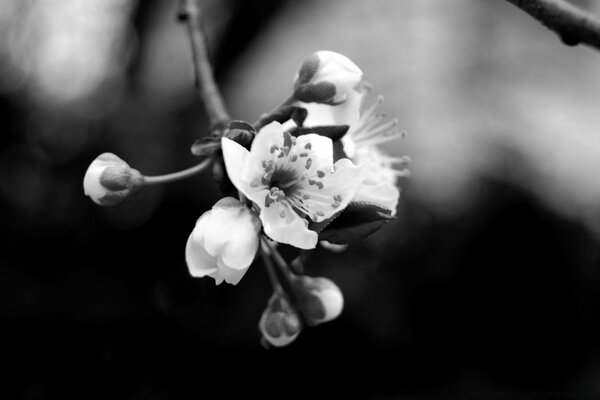 Monochrome shot of a blooming apple tree