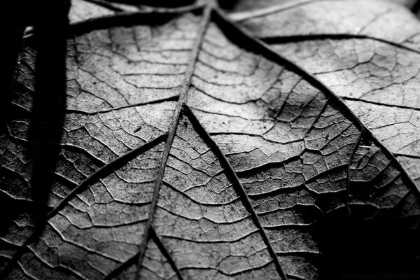 Черно-белый лист радует своими жилками