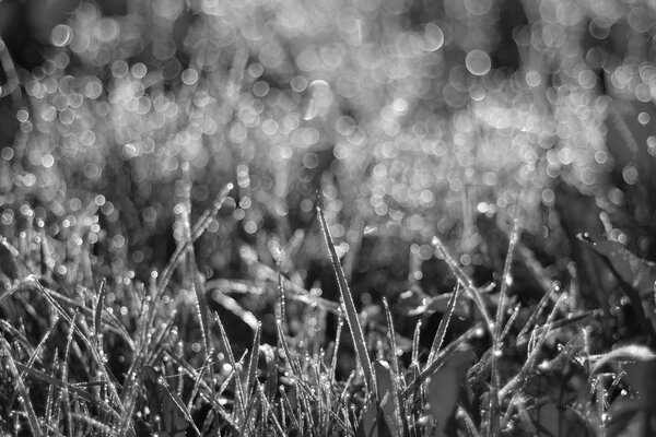 Raw grass with a blurry background