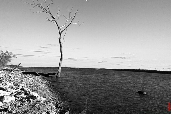 The river with a tree is black and white