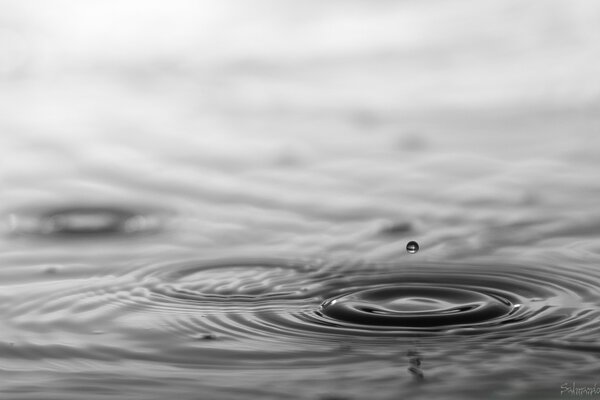 Vuelo de la gota en blanco y negro