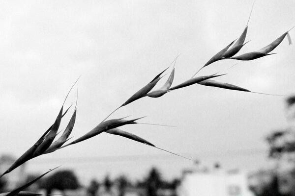 Black and white image of a branch, monochrome image