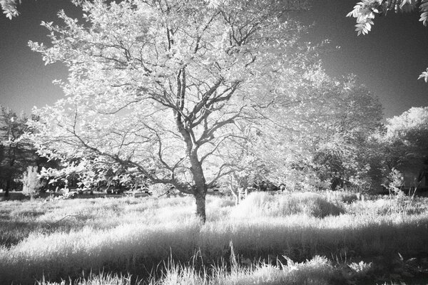 Verano en blanco y negro