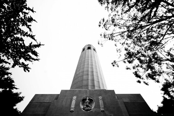 Tree crowns and high-rise architecture