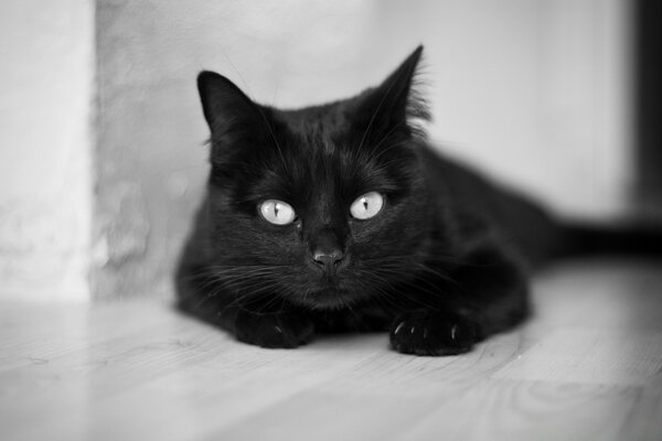 Lindos ojos de gato blanco y negro