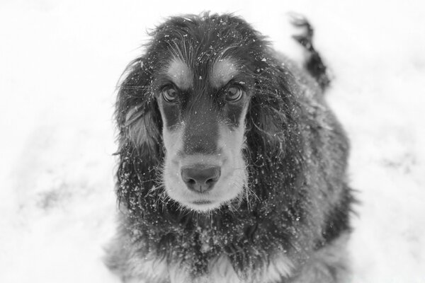 Black and white portrait image of a dog