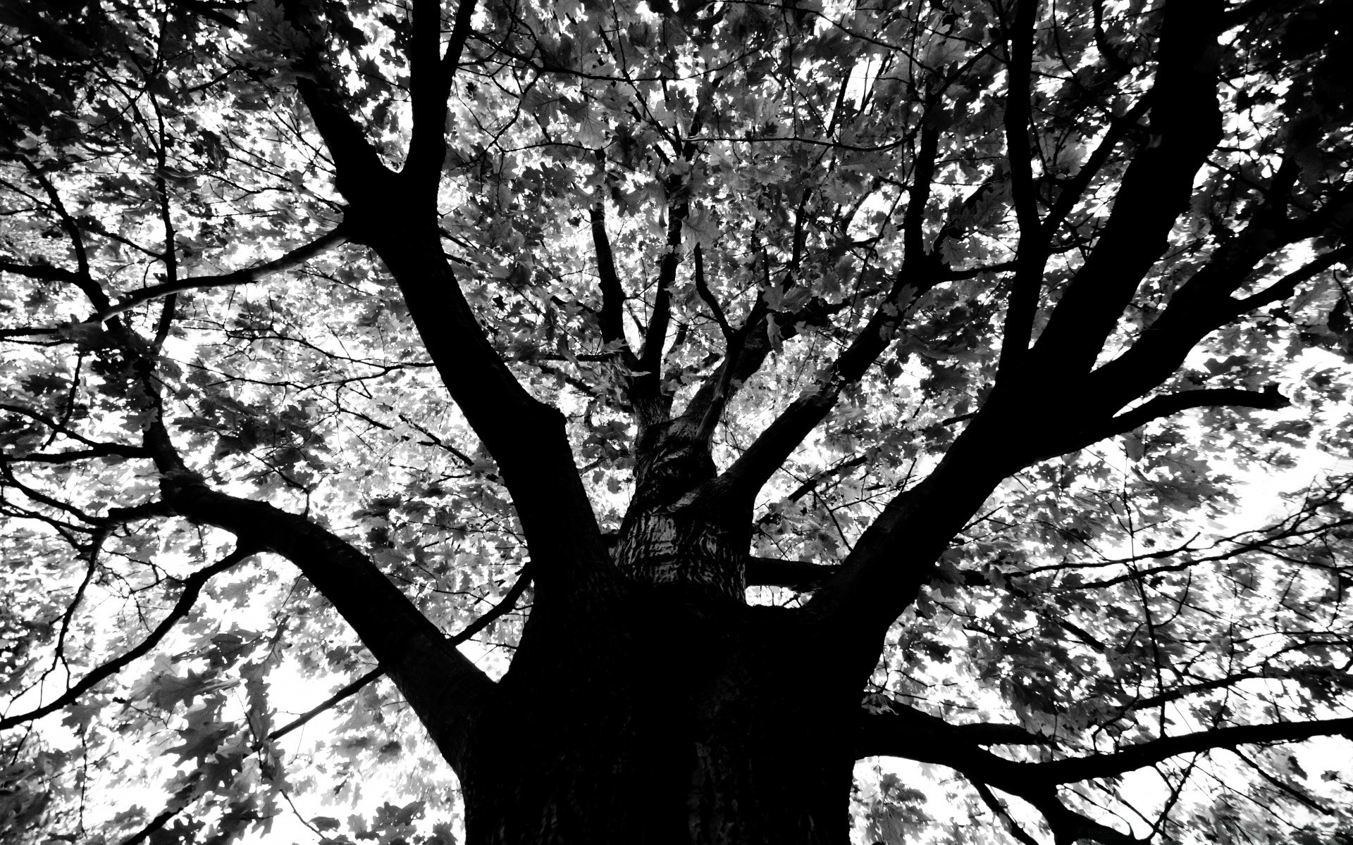 noir et blanc arbre branche bois paysage parc feuille nature automne tronc aube saison beau temps soleil à l extérieur rétro-éclairé scénique environnement brouillard brouillard