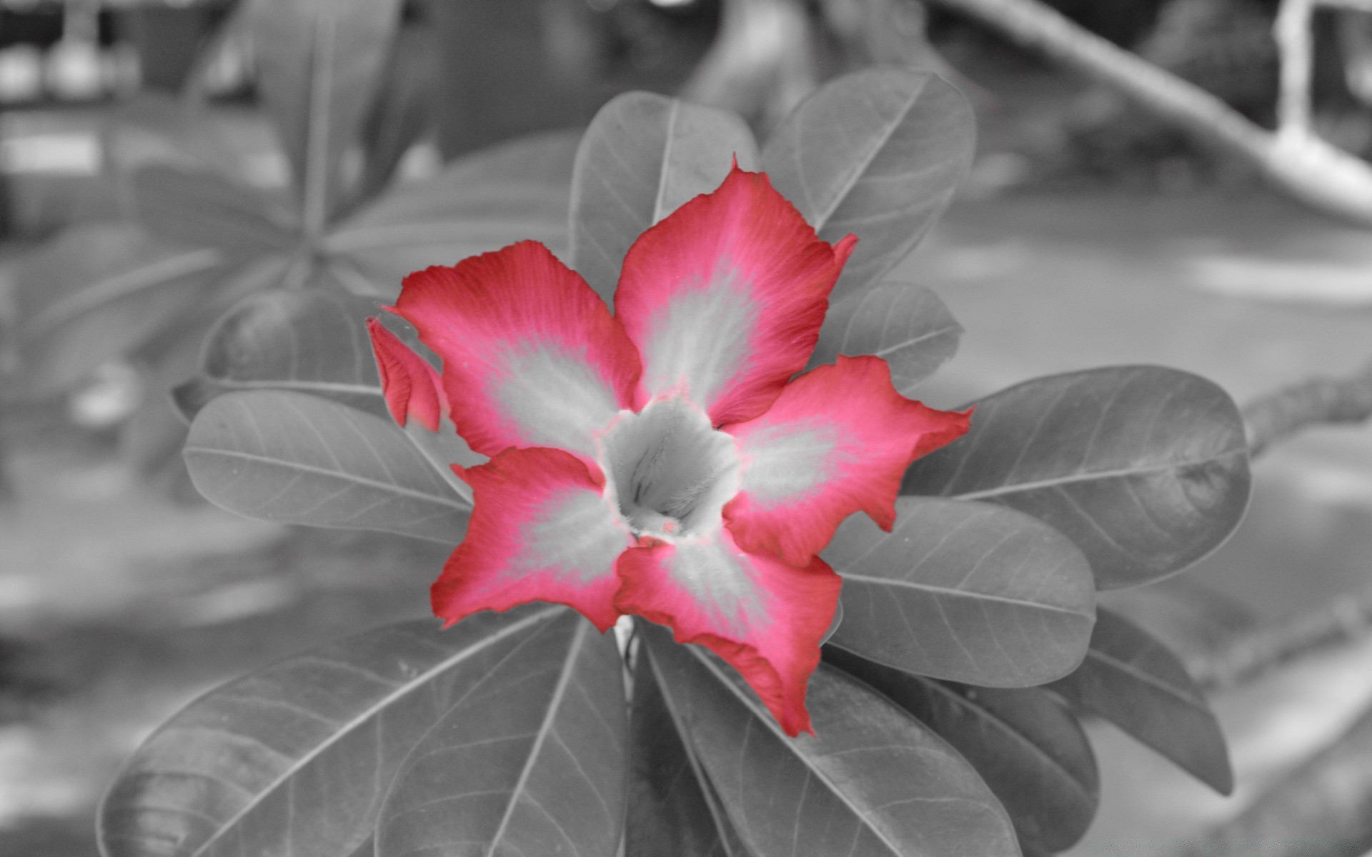 schwarz und weiß blatt natur flora blume im freien garten schließen sommer blühen