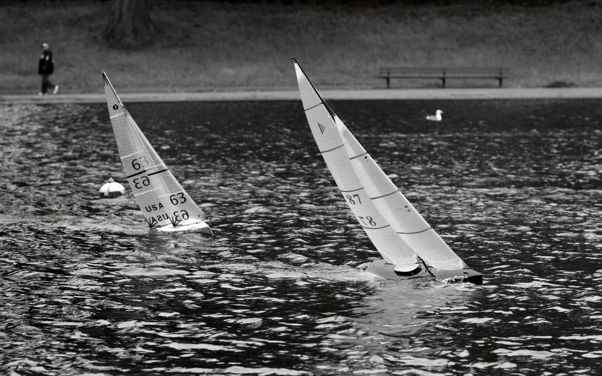 blanco y negro coche sistema de transporte barco carreras agua deportes acuáticos avión recreación